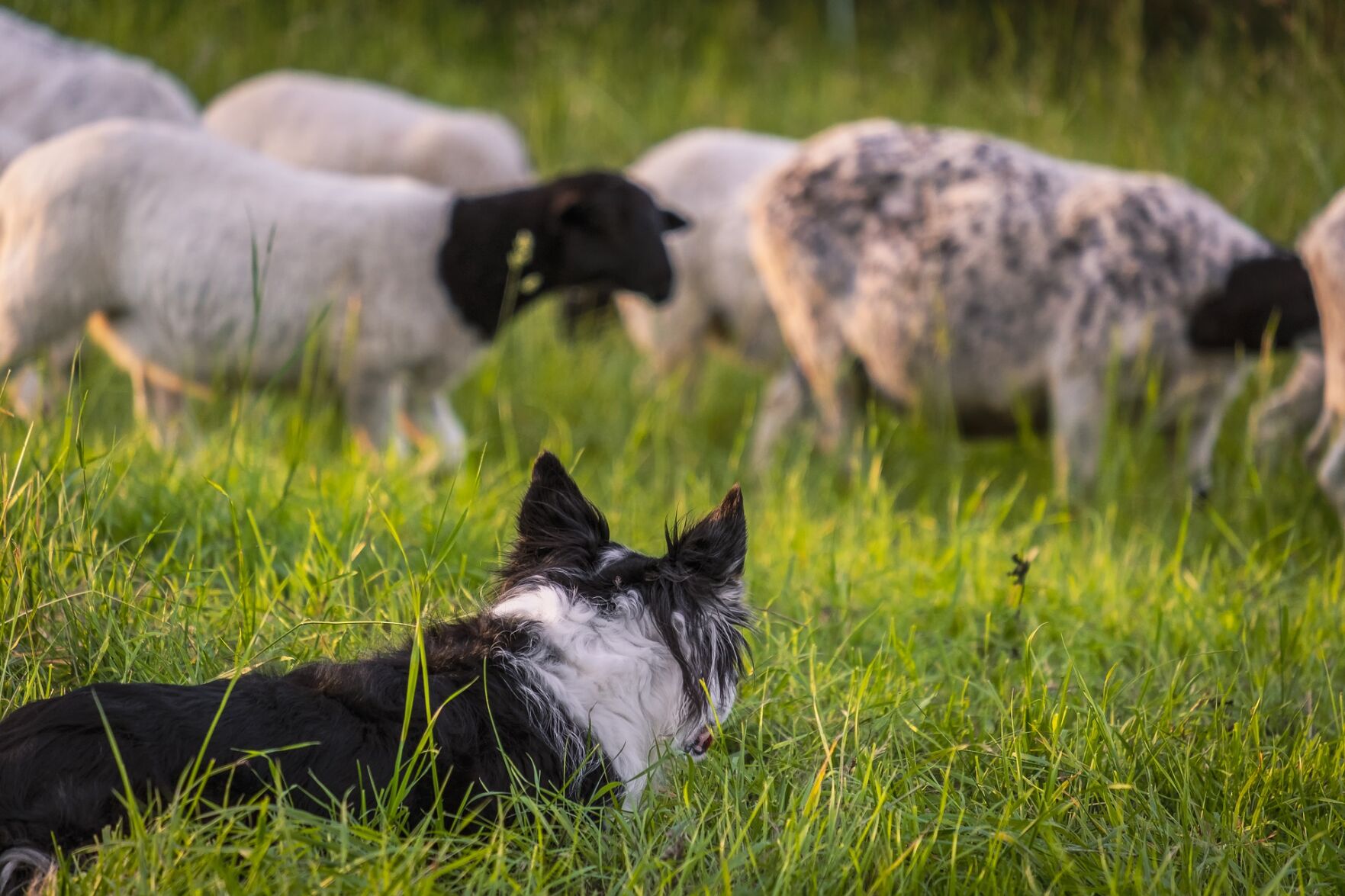 Sheep herding dog